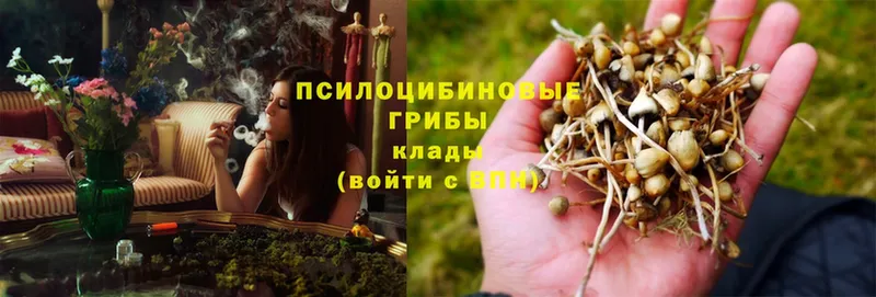 Псилоцибиновые грибы Psilocybe  Тырныауз 